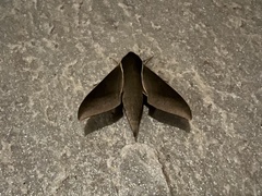 Xylophanes porcus
