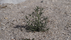 Cryptantha maritima maritima