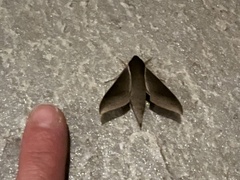 Xylophanes porcus