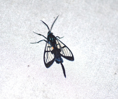 Trichura dixanthia