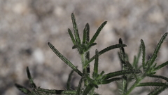 Cryptantha maritima maritima