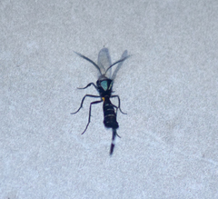 Trichura dixanthia