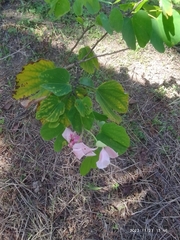 Bauhinia variegata