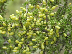Condalia microphylla