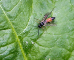 Stenobarichneumon pygmaeops