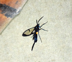 Trichura dixanthia