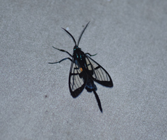 Trichura dixanthia