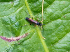 Stenobarichneumon pygmaeops