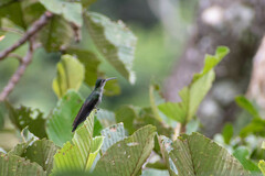 Campylopterus largipennis