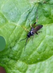 Stenobarichneumon pygmaeops