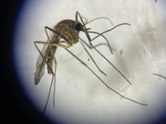 Culiseta melanura