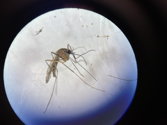 Culiseta melanura