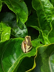 Dendropsophus elegans