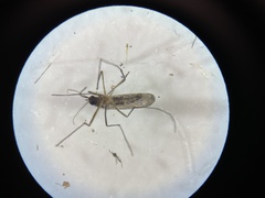 Culiseta melanura