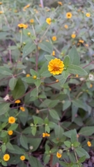 Melampodium divaricatum