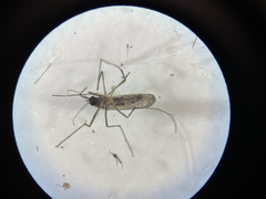 Culiseta melanura