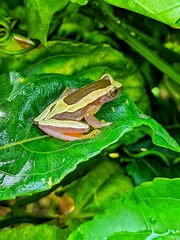 Dendropsophus elegans