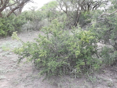 Condalia microphylla