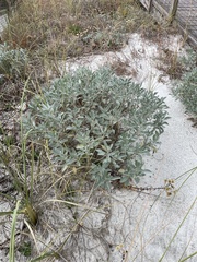 Lupinus westianus