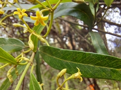 Parsonsia brownii