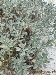 Lupinus westianus