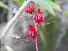 Hibiscus acetosella