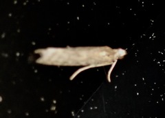 Phycitini