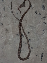 Leptodeira