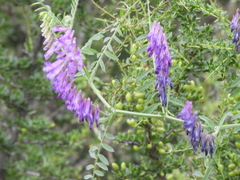 Vicia villosa