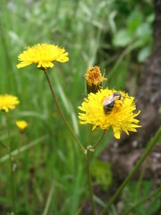 Crepis vesicaria