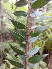 Melaleuca styphelioides
