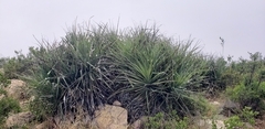 Puya