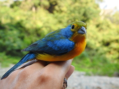 Passerina leclancherii