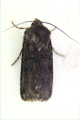 Euxoa velleripennis