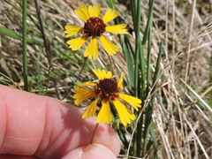 Helenium amarum badium