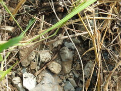 Eciton burchellii parvispinum