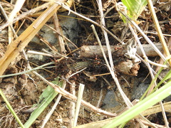 Aspidoscelis lineattissimus