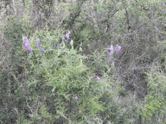 Vicia villosa