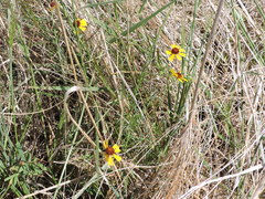 Helenium amarum badium