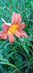 Hemerocallis fulva