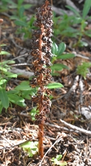 Allotropa virgata