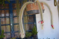 Cleistocactus winteri