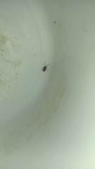 Ptilodactyla