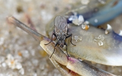 Fucellia