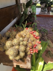 Mammillaria compressa