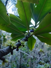 Pleiomeris canariensis image