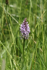 Dactylorhiza elata