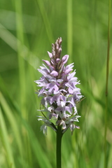 Dactylorhiza elata