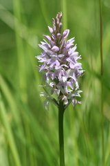 Dactylorhiza elata