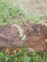 Setaria verticillata